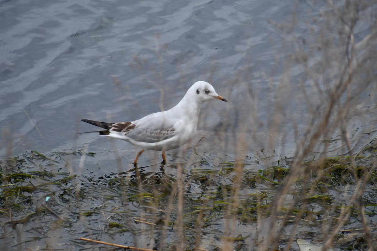 Black-headed Gull - ML630106055