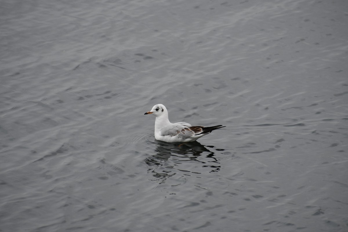Black-headed Gull - ML630106056