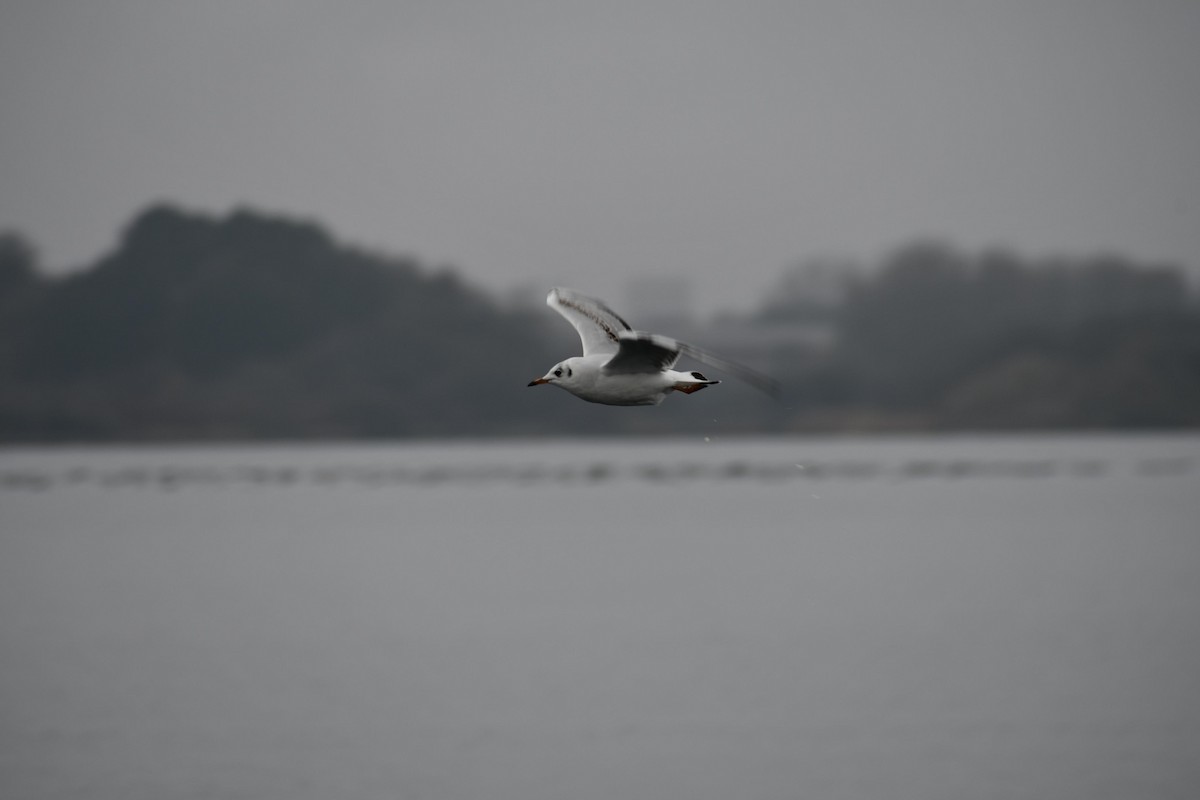 Black-headed Gull - ML630106057