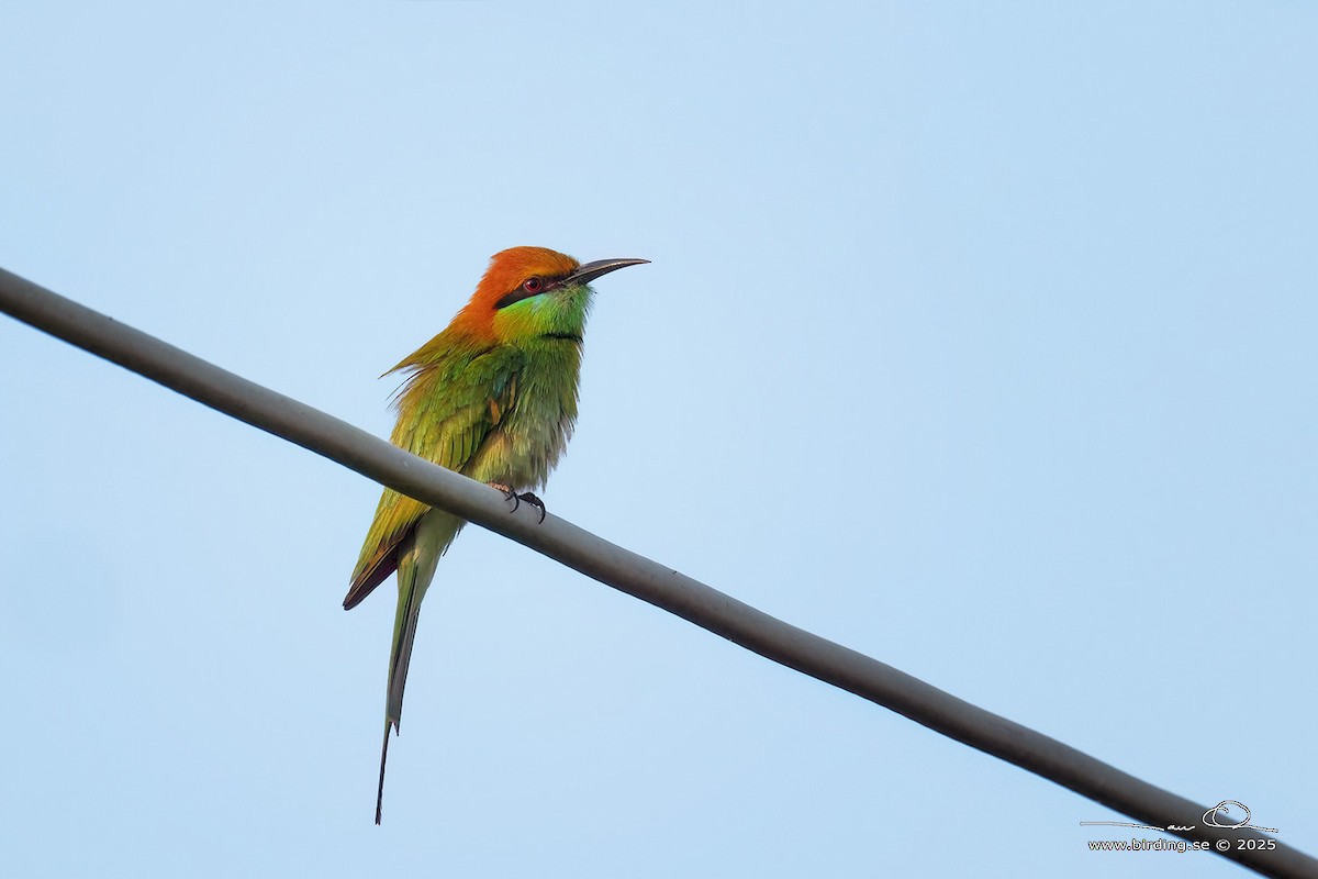 Asian Green Bee-eater - ML630106076