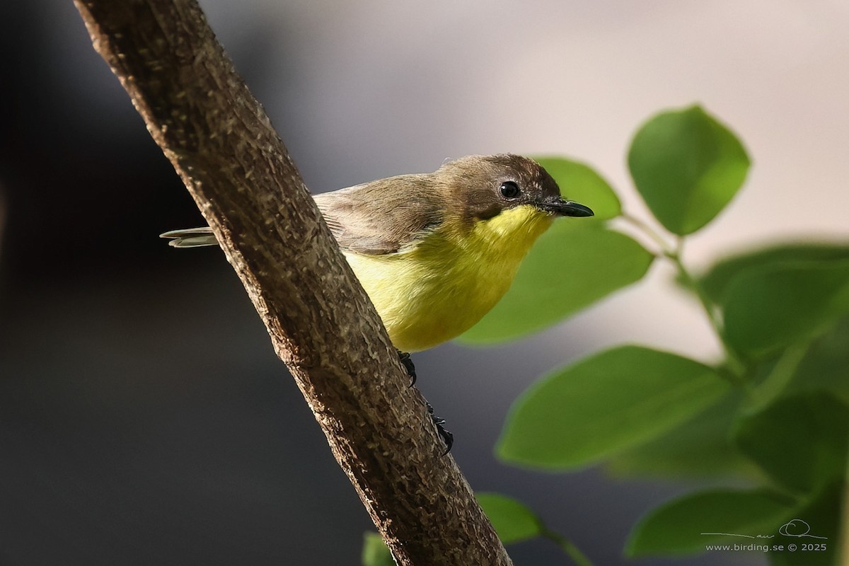 Golden-bellied Gerygone - ML630106081