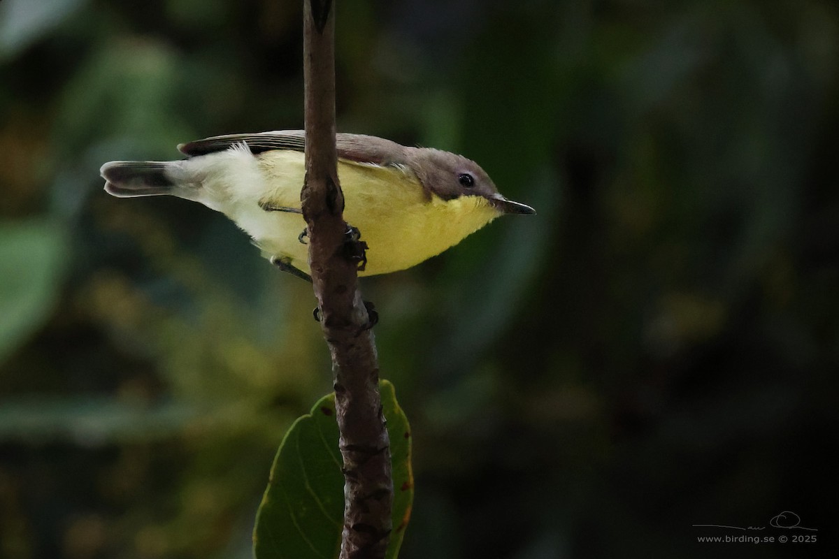 Golden-bellied Gerygone - ML630106082