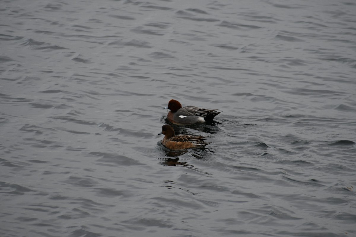 Eurasian Wigeon - ML630106093