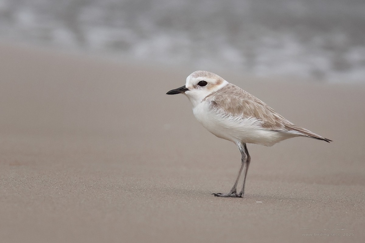 Kentish Plover - ML630106096