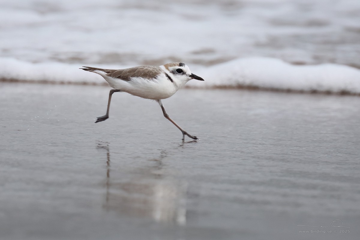 Kentish Plover - ML630106097