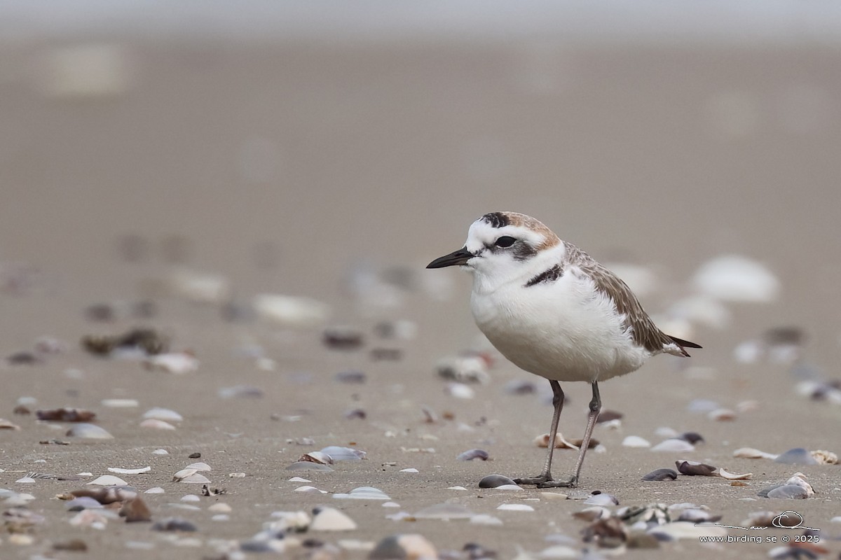 Kentish Plover - ML630106098