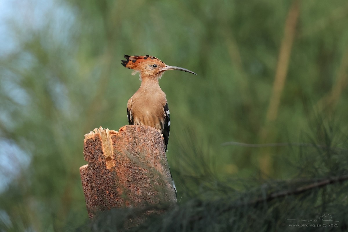 Common Hoopoe - ML630106113