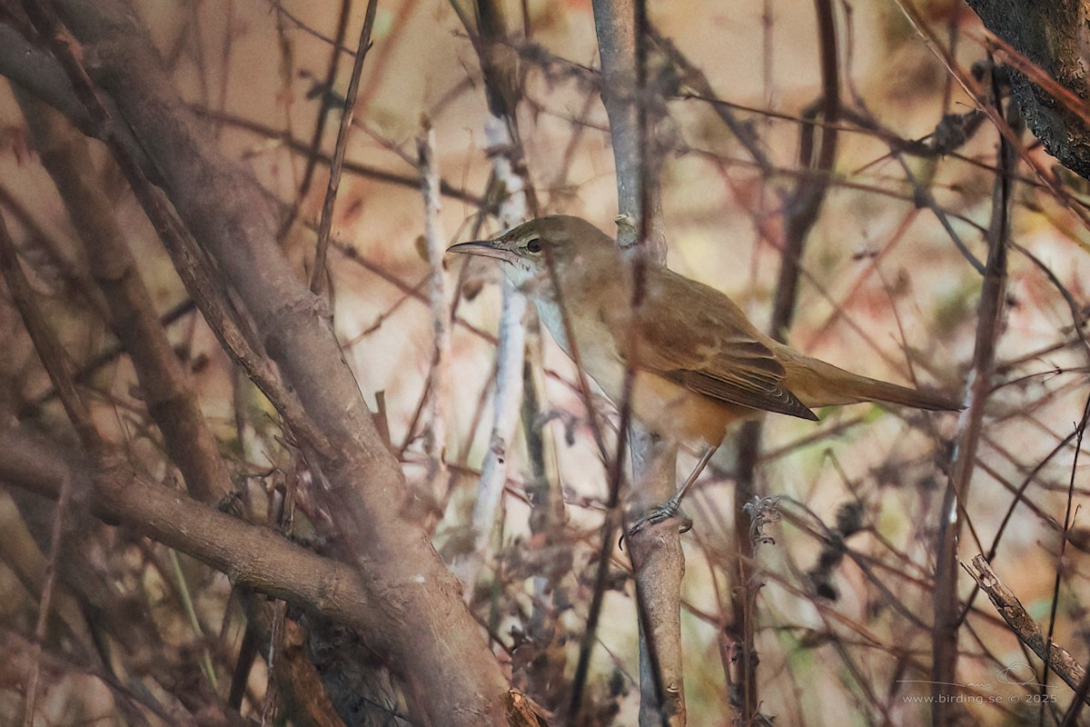Oriental Reed Warbler - ML630106120