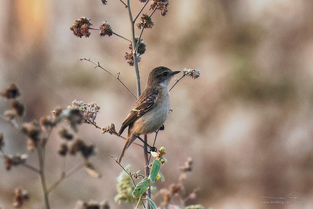Amur Stonechat - ML630106128