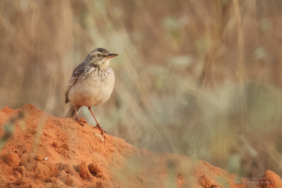 Paddyfield Pipit - ML630106137