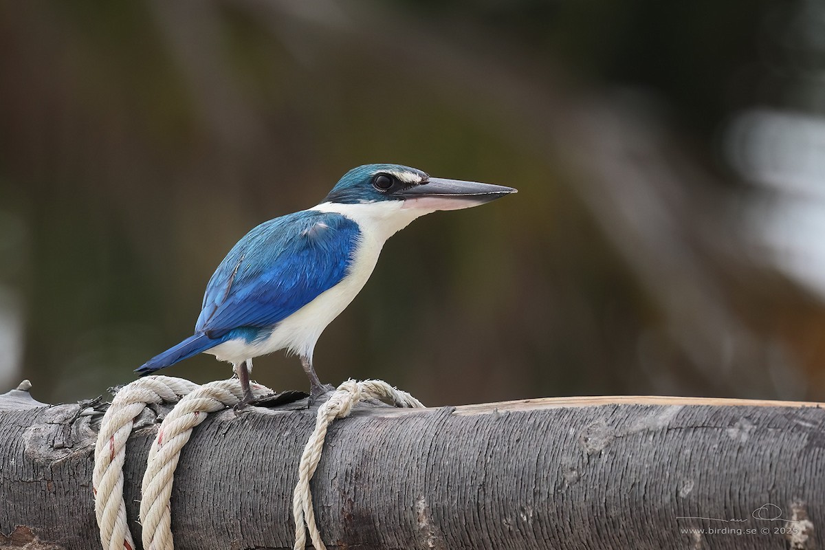 Collared Kingfisher - ML630106155