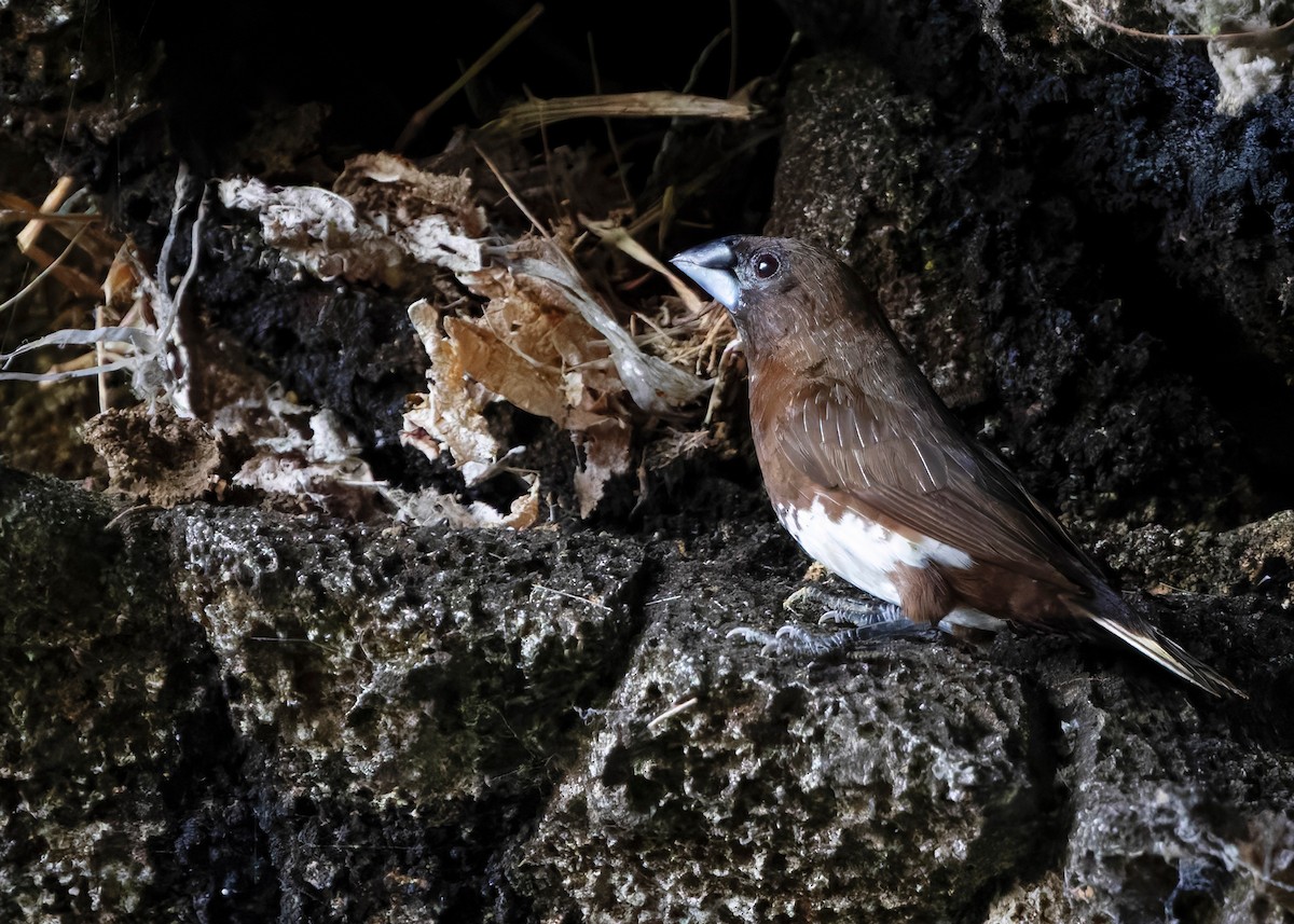 White-bellied Munia - ML630106230