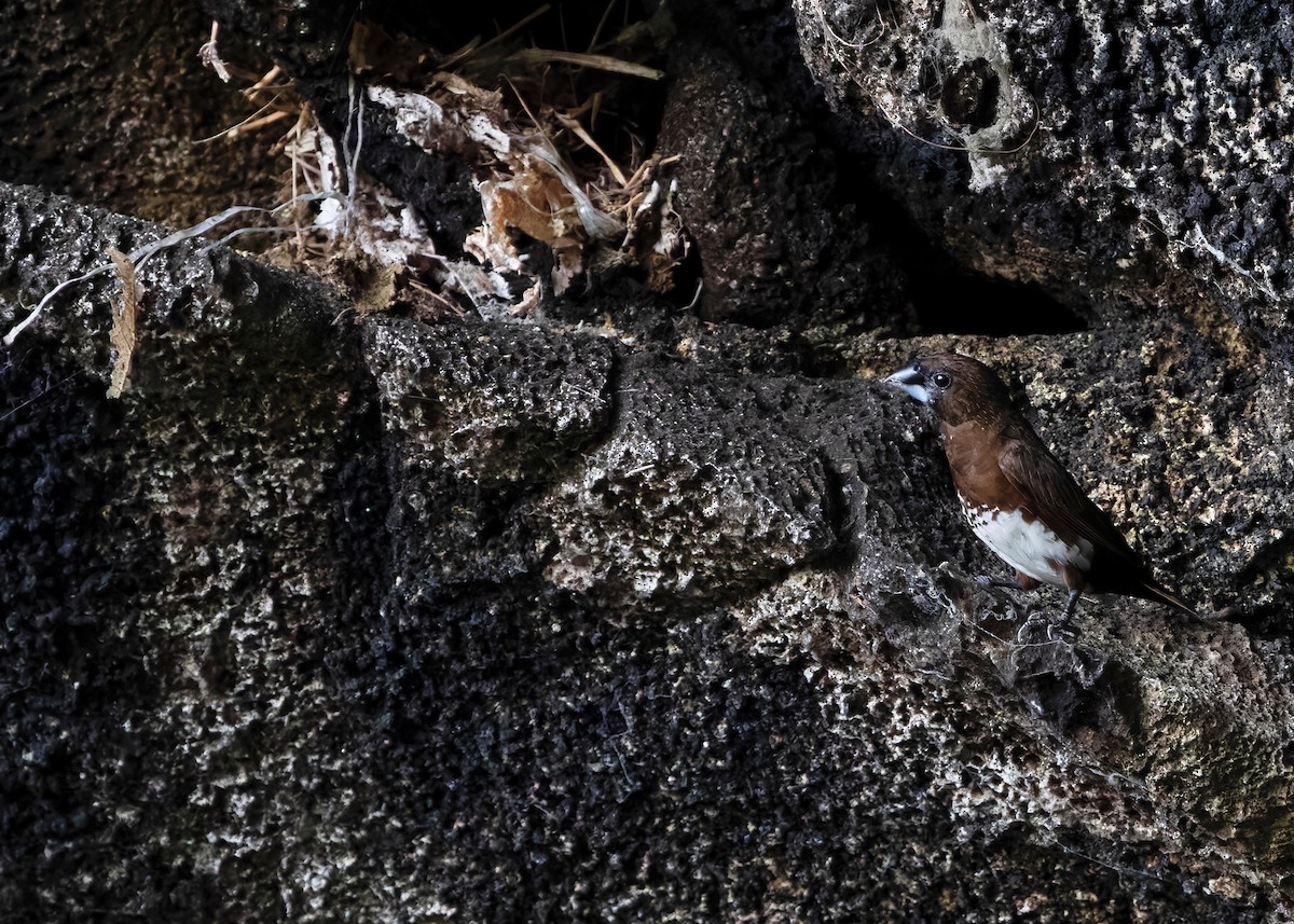 White-bellied Munia - ML630106231