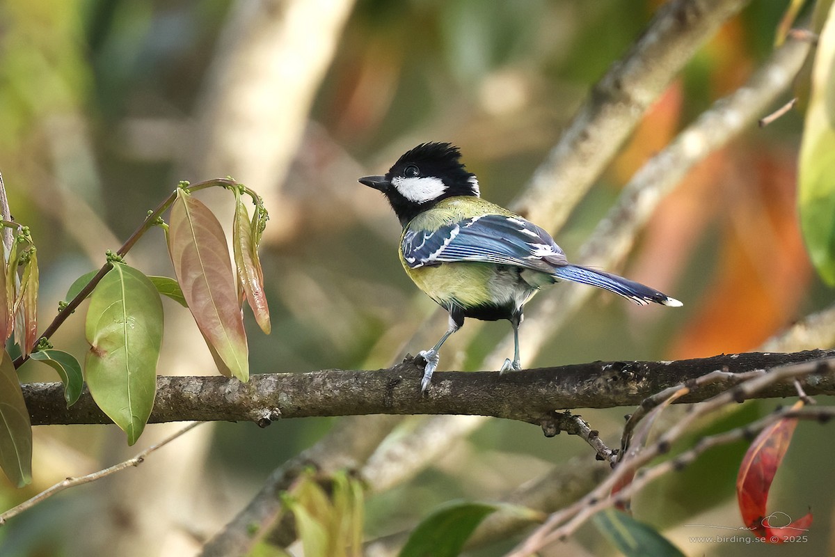 Green-backed Tit - ML630106252