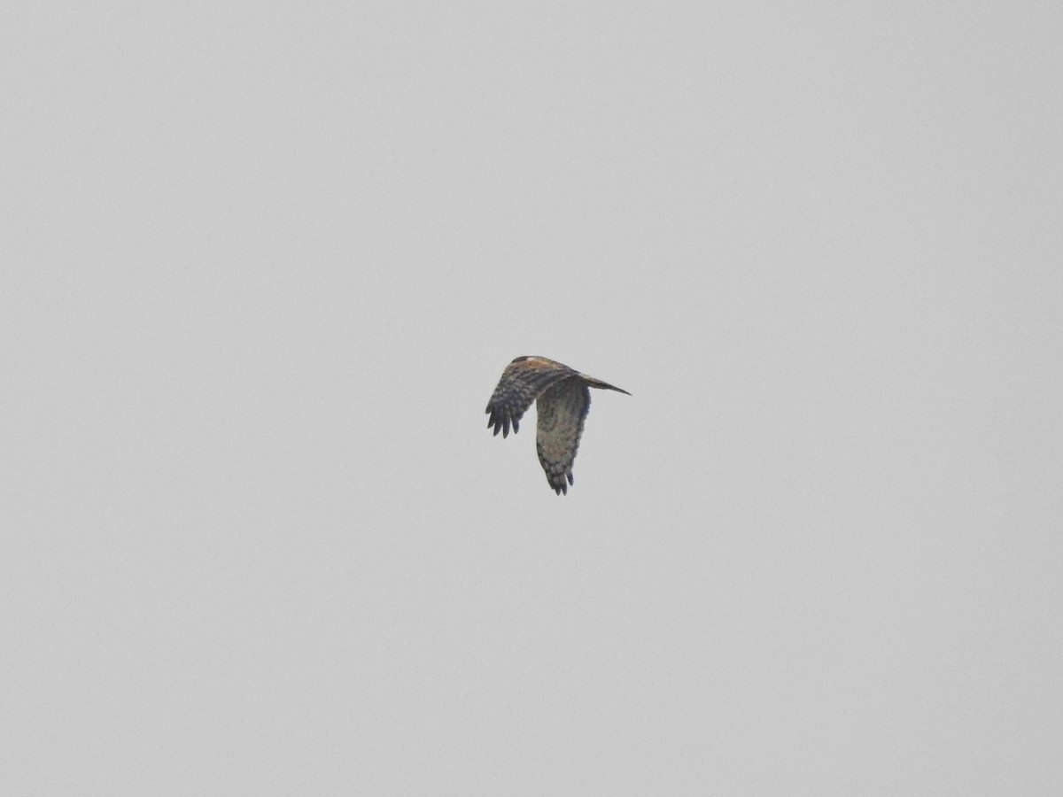 Eastern Marsh Harrier - ML630106264