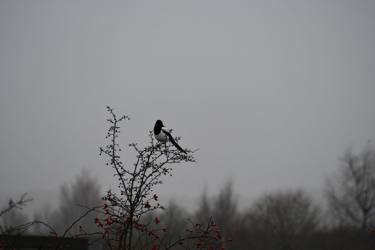 Eurasian Magpie - ML630106269