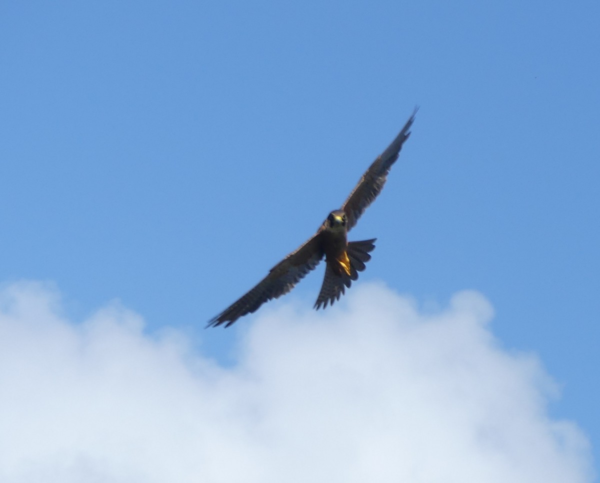 African Hobby - ML630106364