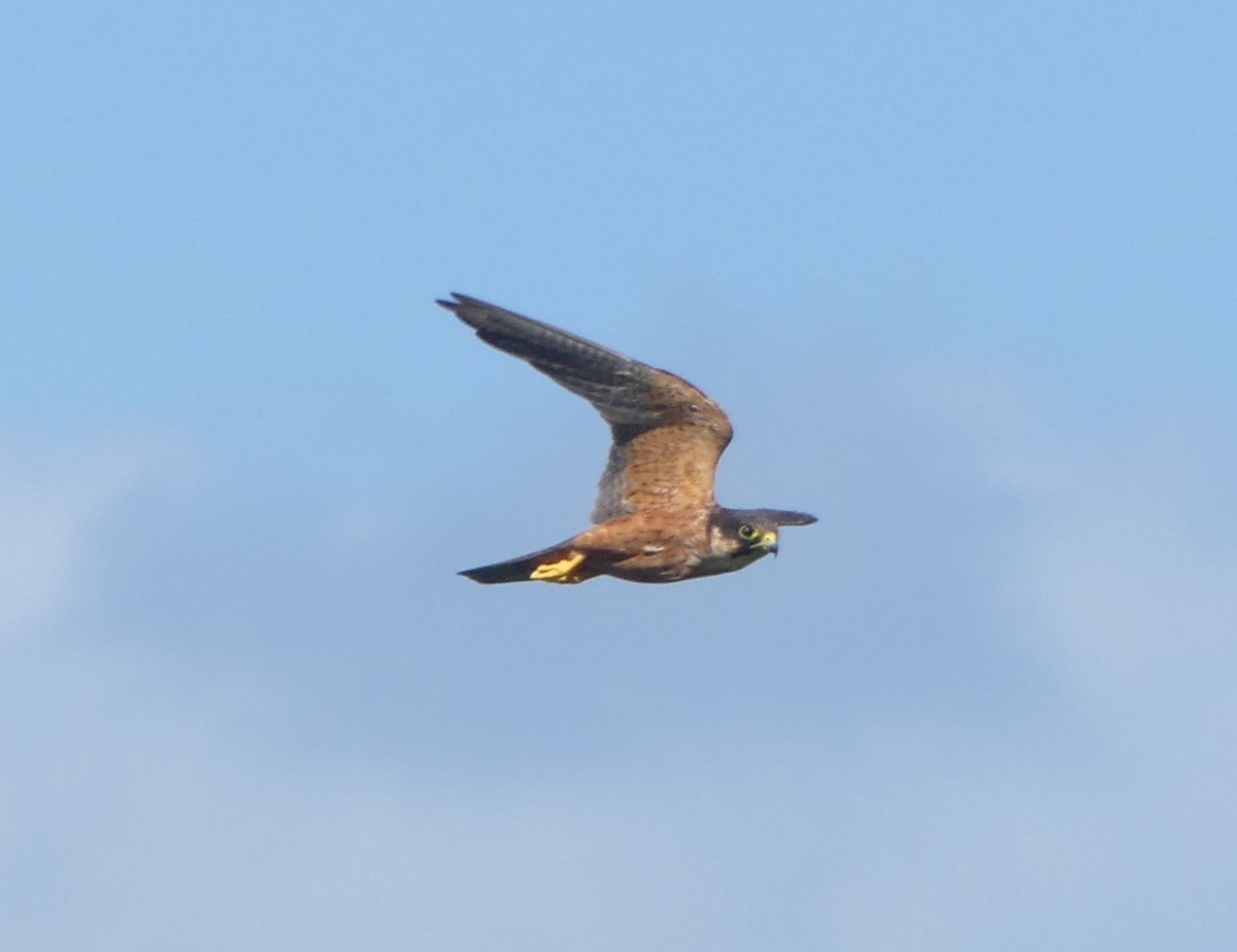 African Hobby - ML630106366