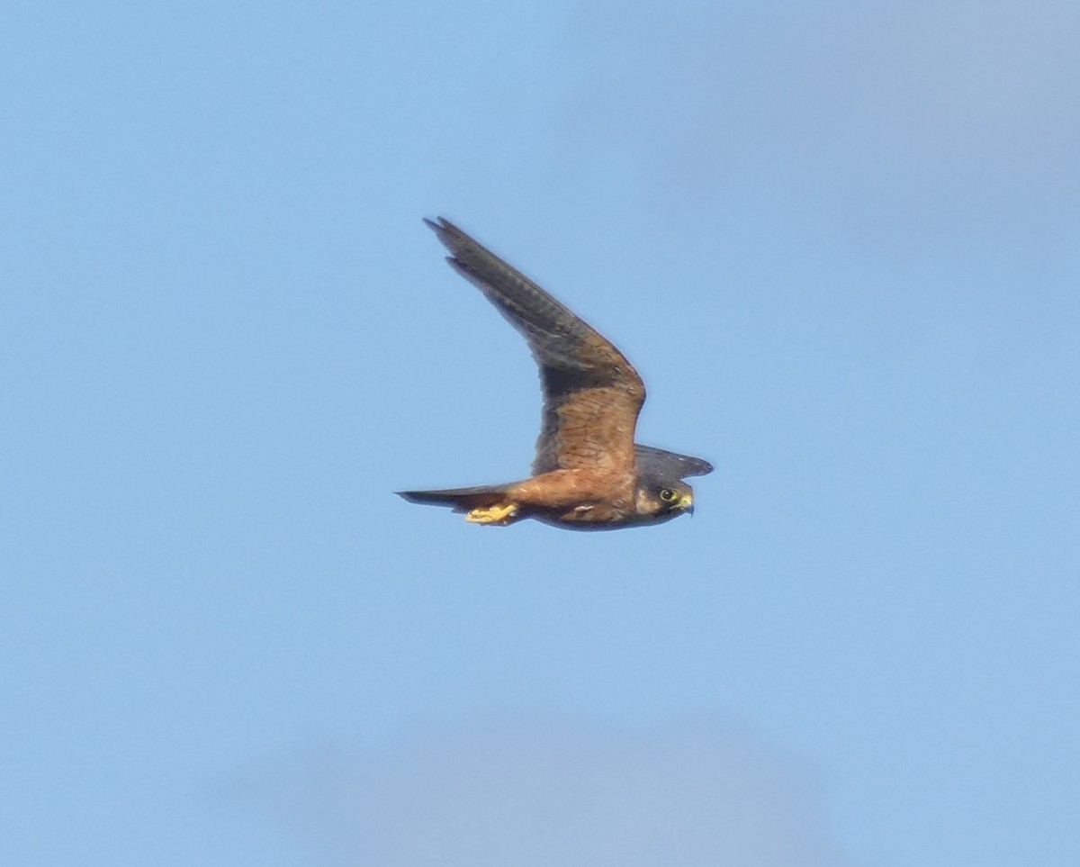 African Hobby - ML630106368