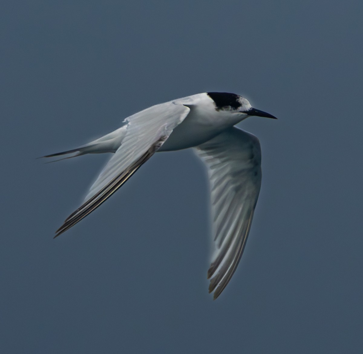 White-fronted Tern - ML630106377
