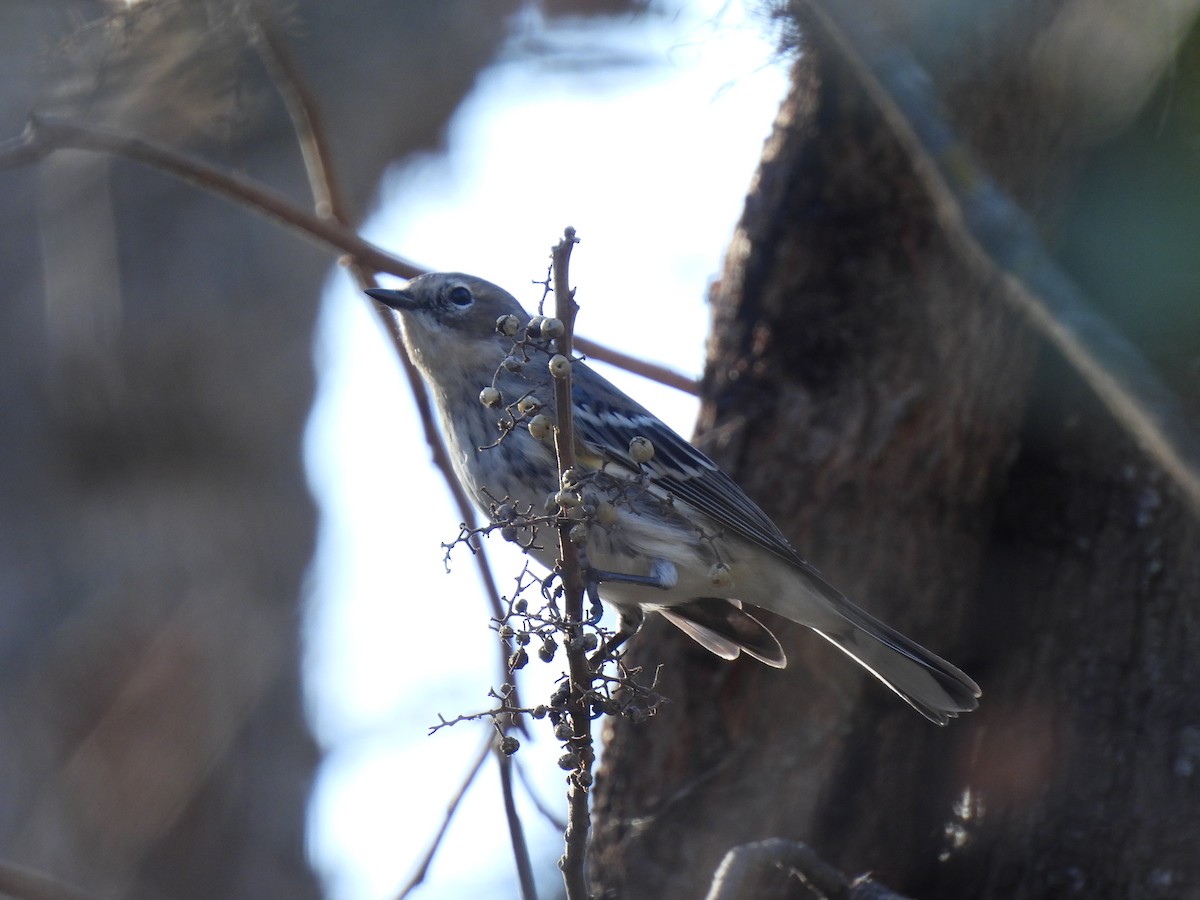 Yellow-rumped Warbler (Myrtle) - ML630106433