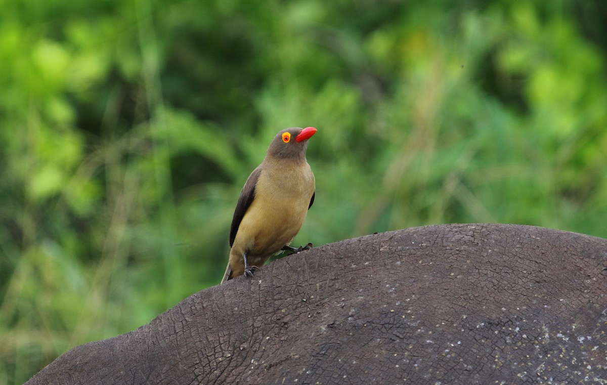 Red-billed Oxpecker - ML630106604