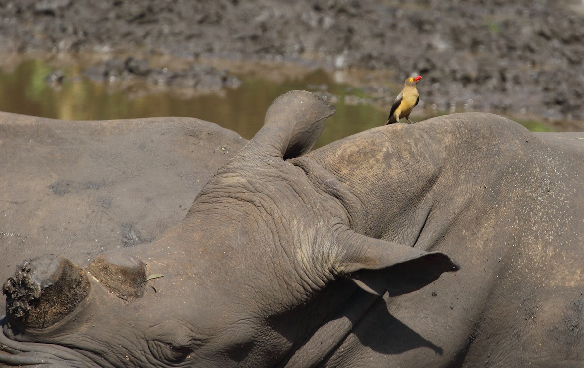 Red-billed Oxpecker - ML630106605