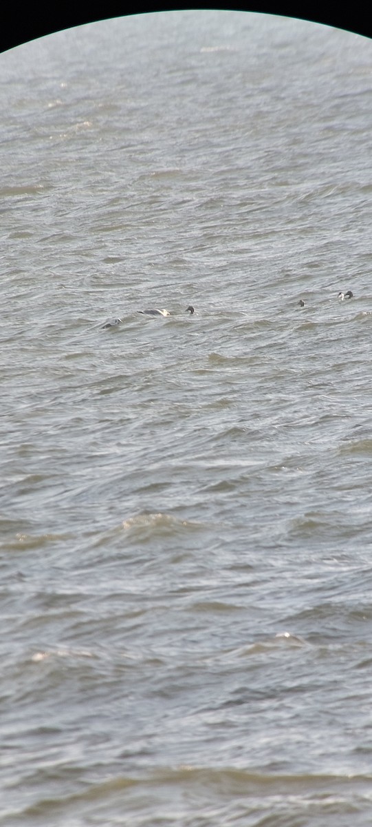 Spectacled Eider - ML630106614