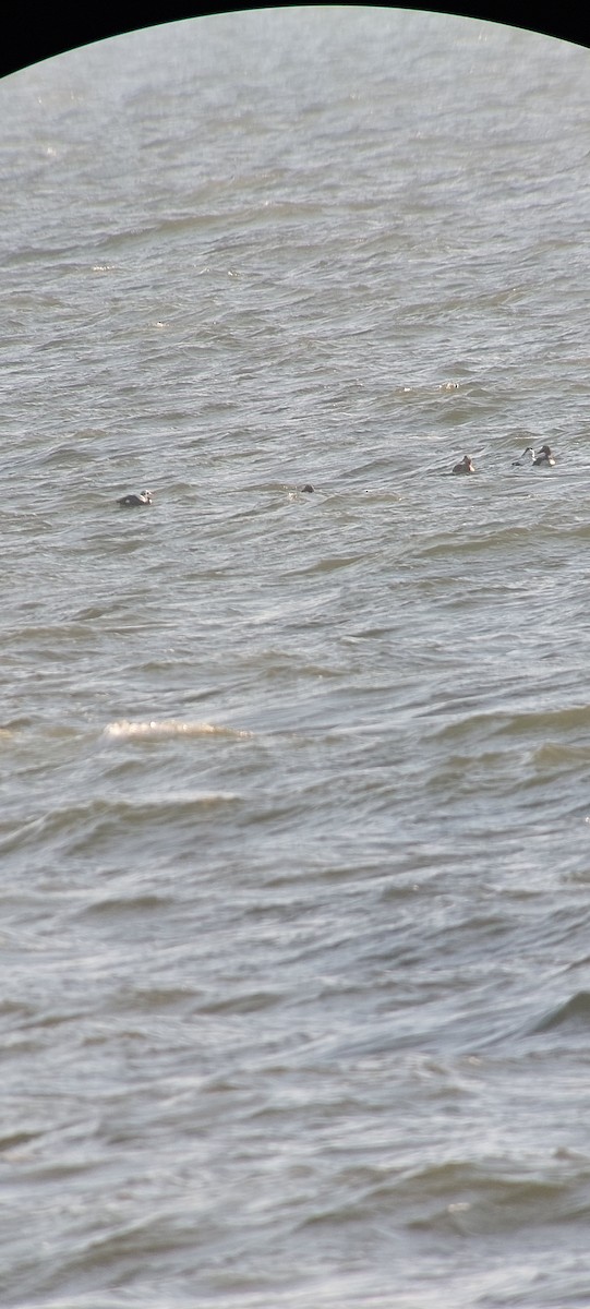 Spectacled Eider - ML630106615