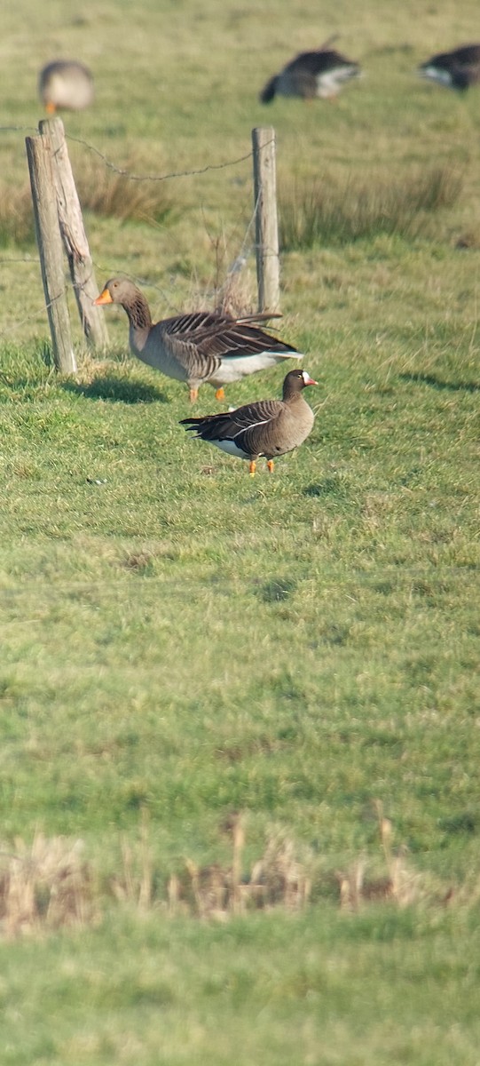 Lesser White-fronted Goose - ML630106652