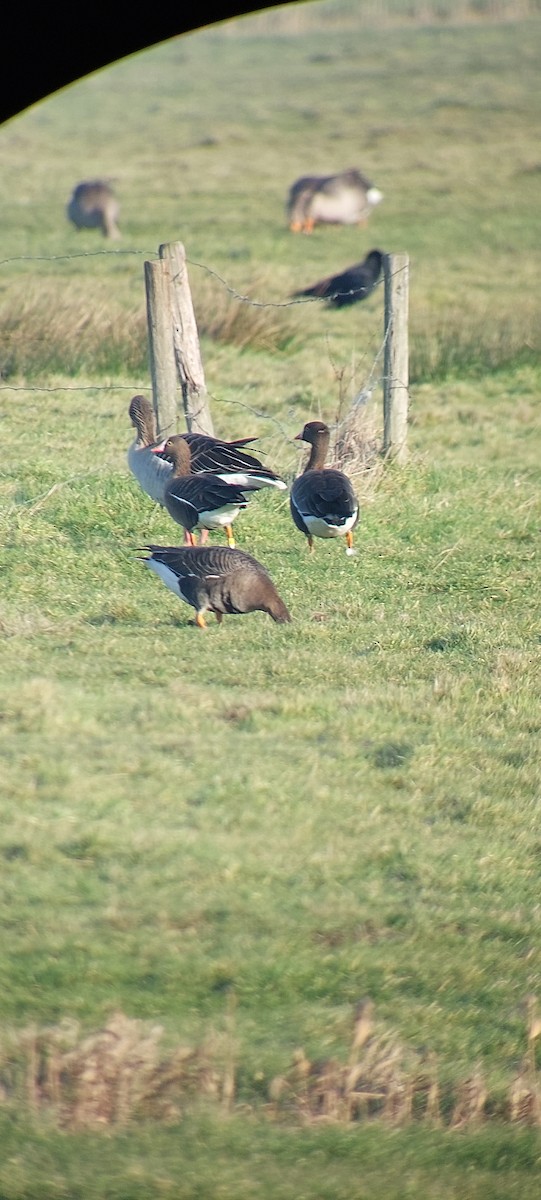 Lesser White-fronted Goose - ML630106653