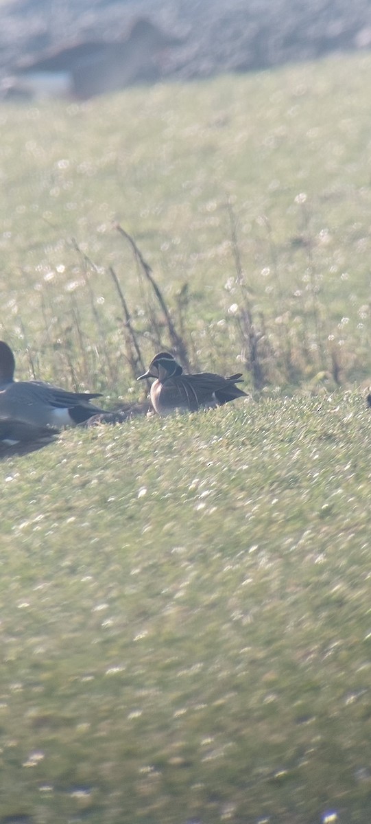 Baikal Teal - ML630106669