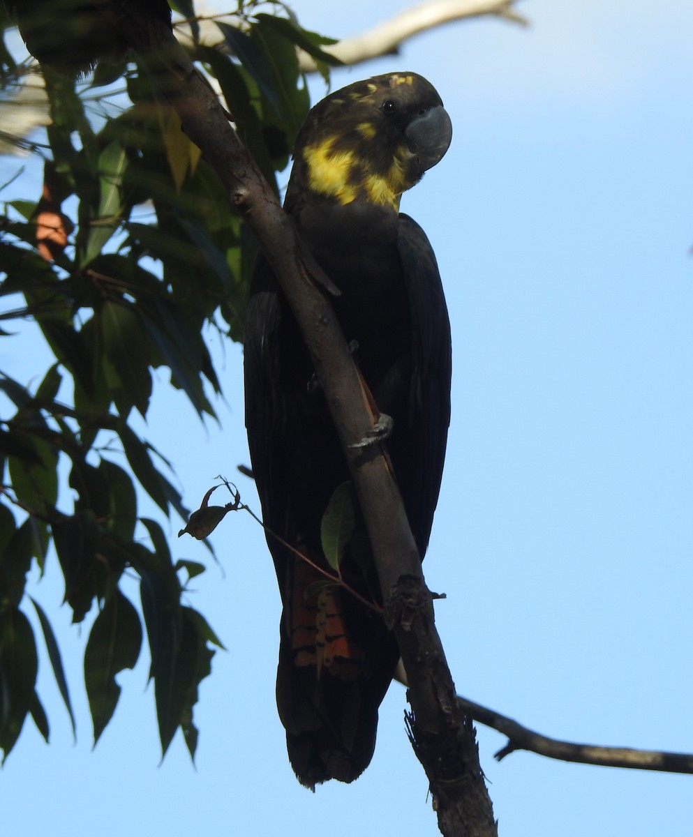 Braunkopf-Rabenkakadu - ML630106682