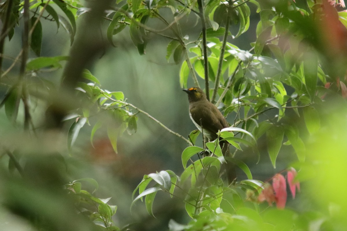 Orange-spotted Bulbul - ML630106708