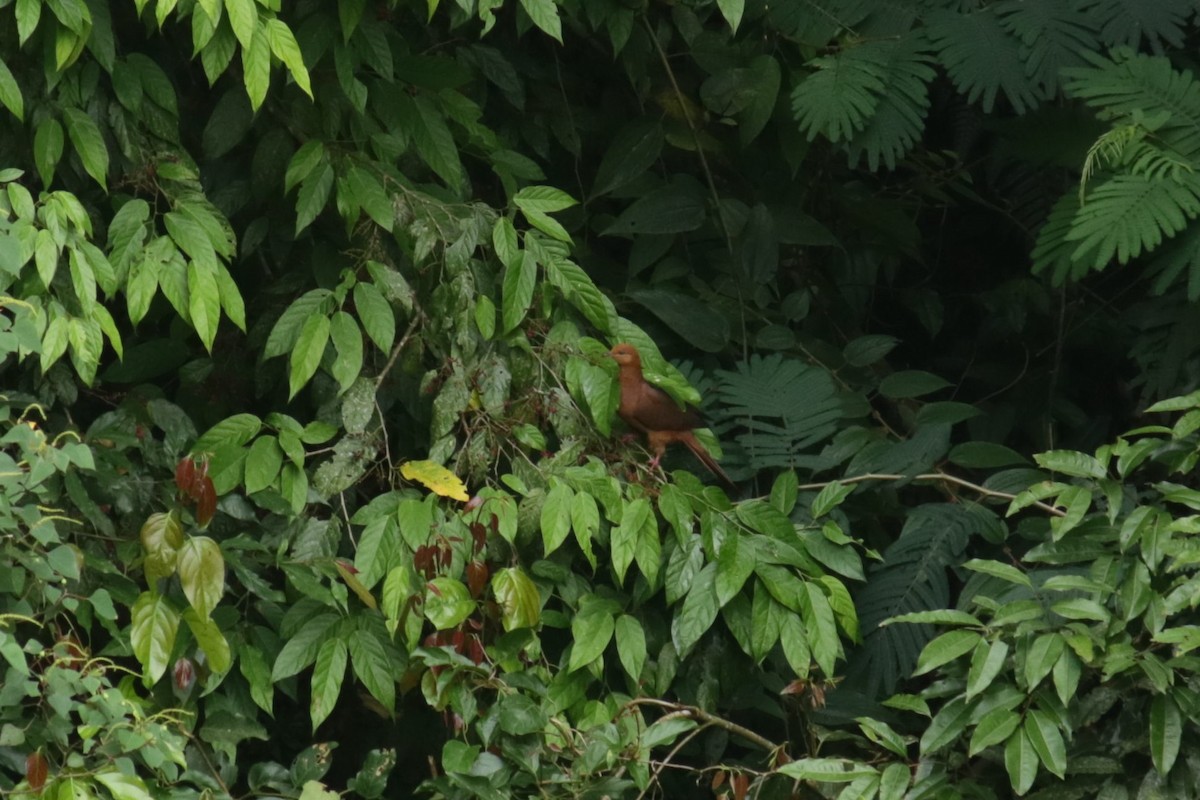 Ruddy Cuckoo-Dove - ML630106739