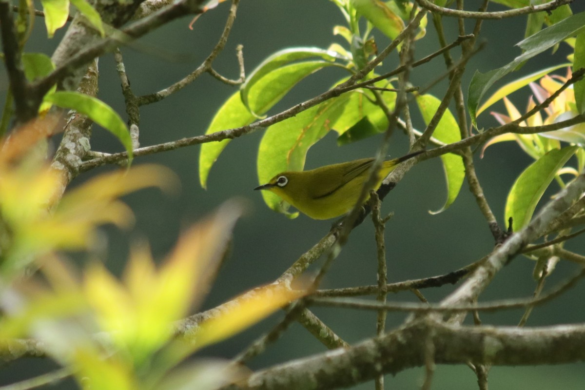 Sangkar White-eye - ML630106756
