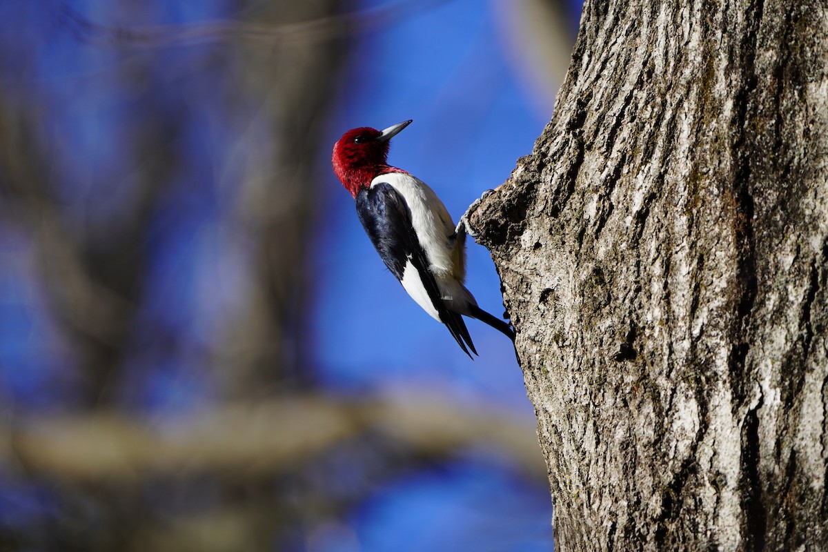 Red-headed Woodpecker - ML630106758