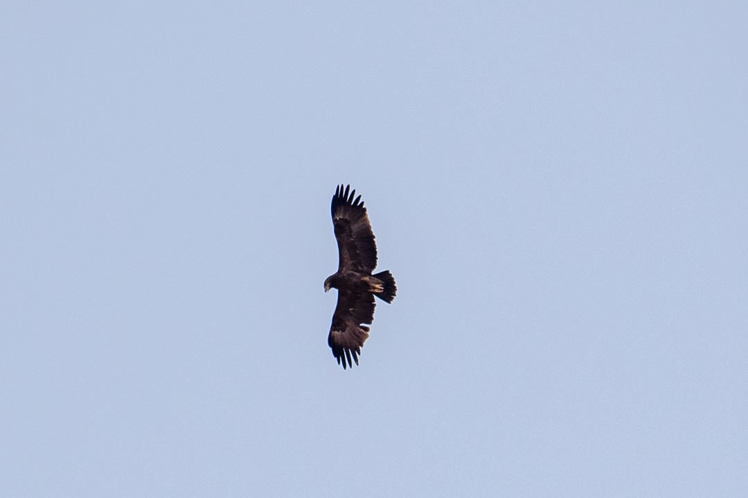 Greater Spotted Eagle - ML630106783