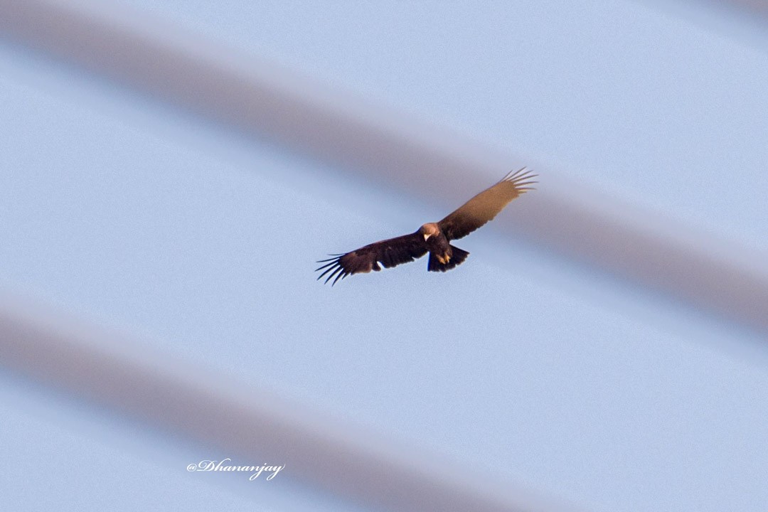 Greater Spotted Eagle - ML630106784