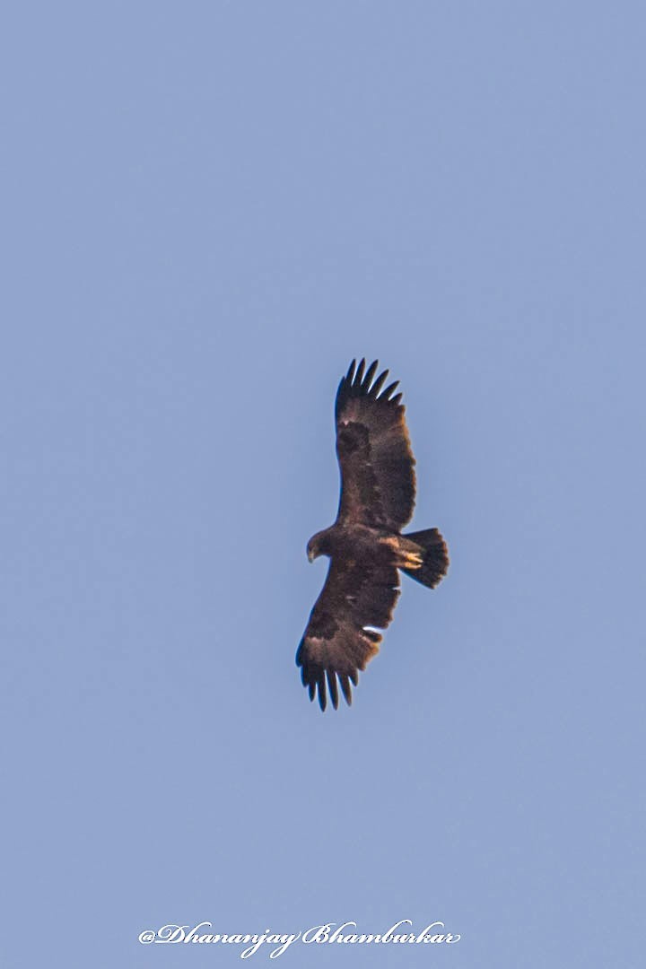 Greater Spotted Eagle - ML630106785