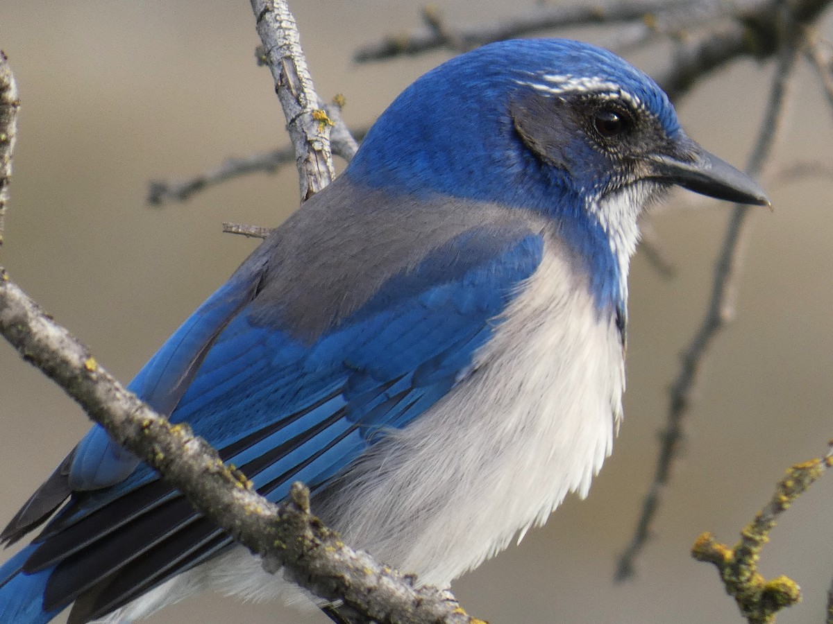 California Scrub-Jay - ML630106845