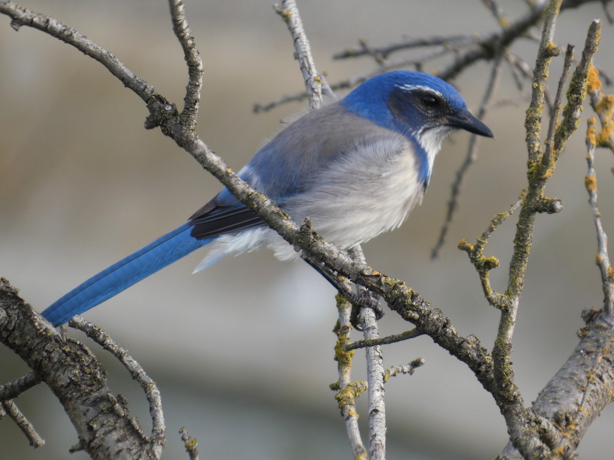 California Scrub-Jay - ML630106846