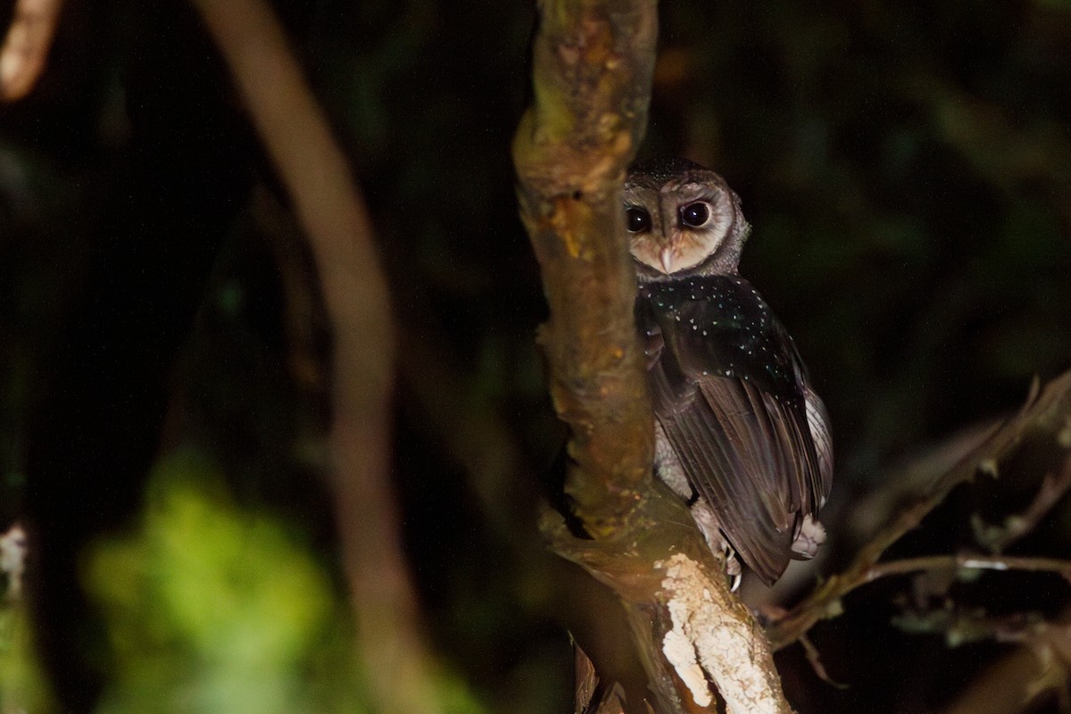 Sooty Owl - ML630106860