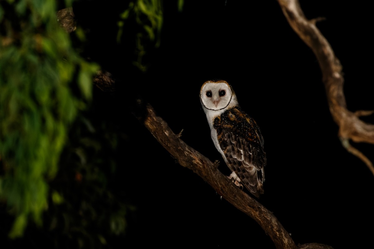 Australian Masked-Owl - ML630106895