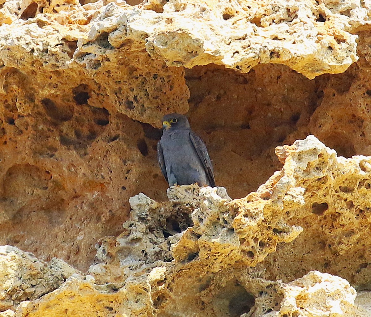 Halcón Pizarroso - ML630106910