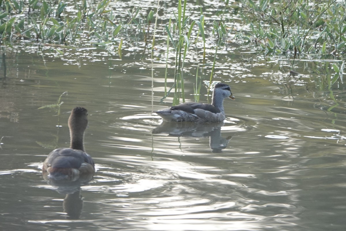 Cotton Pygmy-Goose - ML630106936