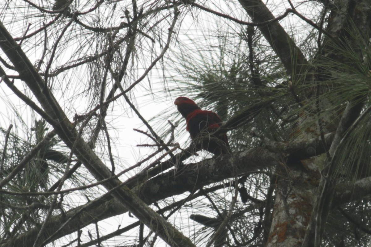 lori fialovobřichý - ML630107031