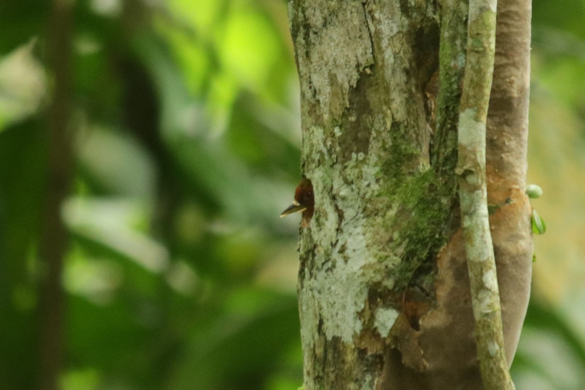 datlounek malajský - ML630107045