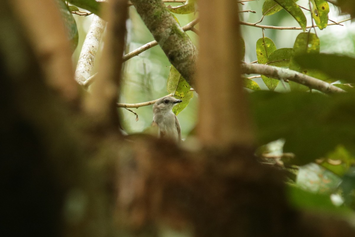 Mangrove Whistler - ML630107057