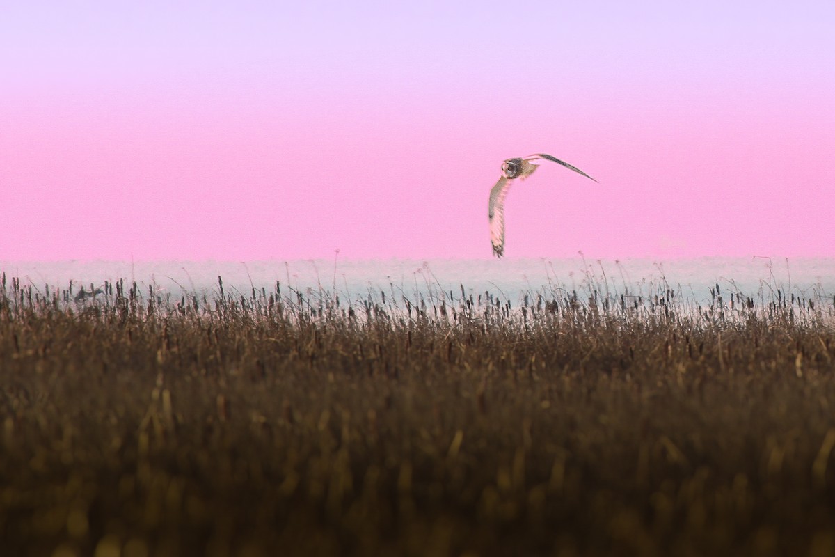 Short-eared Owl - ML630107073